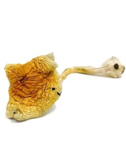 Acheter des champignons Alacabenzi