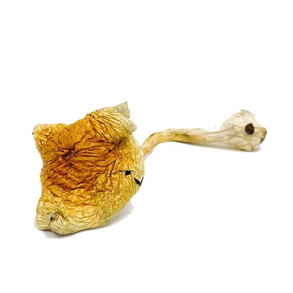 Acheter des champignons Alacabenzi