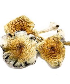 Acheter des champignons Alacabenzi