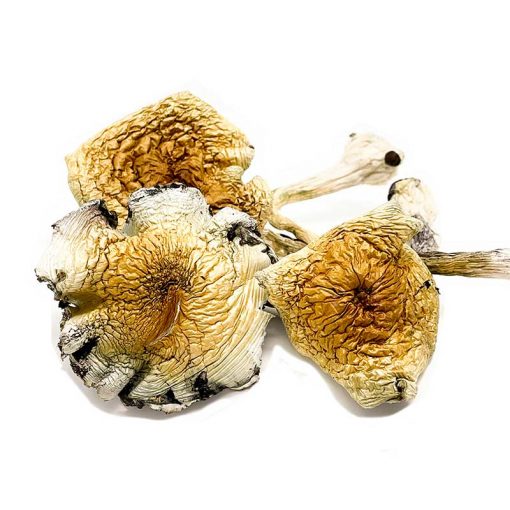 Acheter des champignons Alacabenzi