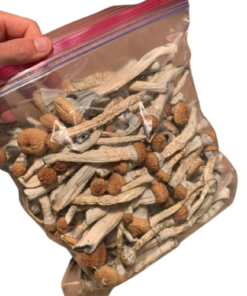 Acheter des champignons Psilocybe semilanceata