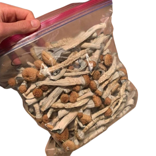 Acheter des champignons Psilocybe semilanceata