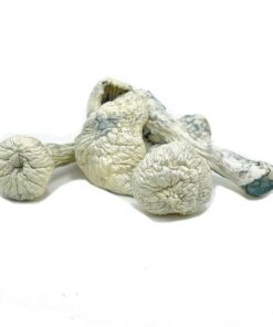 Achetez Albino Penis Envy