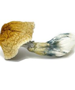 African Transkei Magic Mushroom