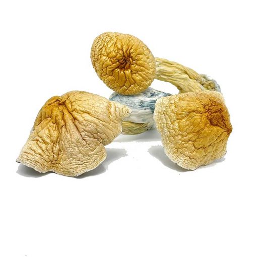 African Transkei Magic Mushroom