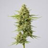 Amnesia Strain