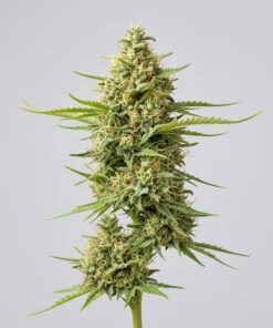 Amnesia Strain