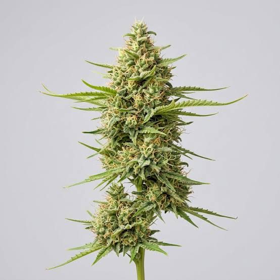 Amnesia Strain