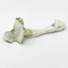 Avery Albino Magic Mushroom