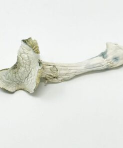 Avery Albino Magic Mushroom