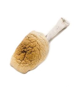 B+ Cubensis Magic Mushroom
