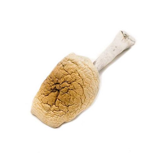 B+ Cubensis Magic Mushroom