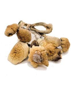 B+ Cubensis Magic Mushroom