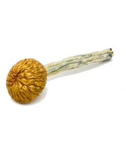 Cambodian Magic Mushroom