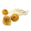 Cambodian Magic Mushroom