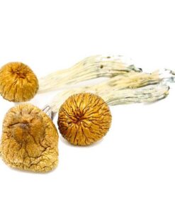 Cambodian Magic Mushroom