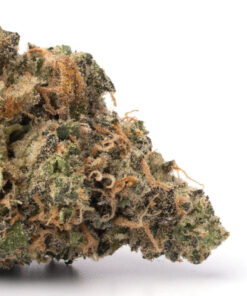 Cinderella 99 Weed