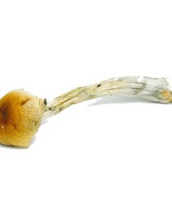 Costa Rican Magic Mushrooms