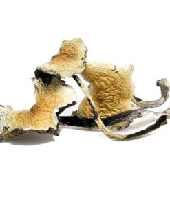 Daddy LongLegs Magic Mushrooms