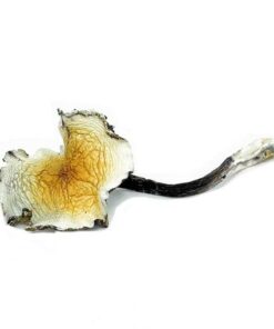 Daddy LongLegs Magic Mushrooms