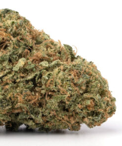 Devil’s Lettuce Weed