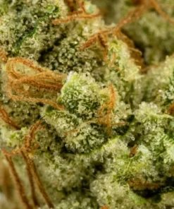 Dog walker OG