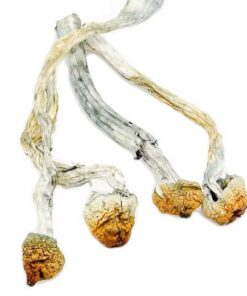 Golden Teacher Magic Mushrooms