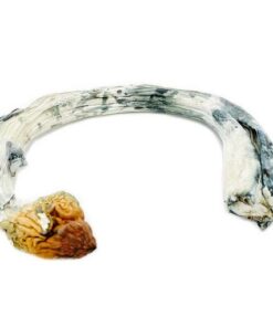 Golden Teacher Magic Mushrooms