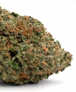Great Glue Weed