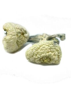 Great White Monster Mushroom