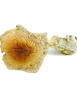Hillbilly Magic Mushrooms