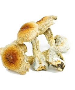 Hillbilly Magic Mushrooms
