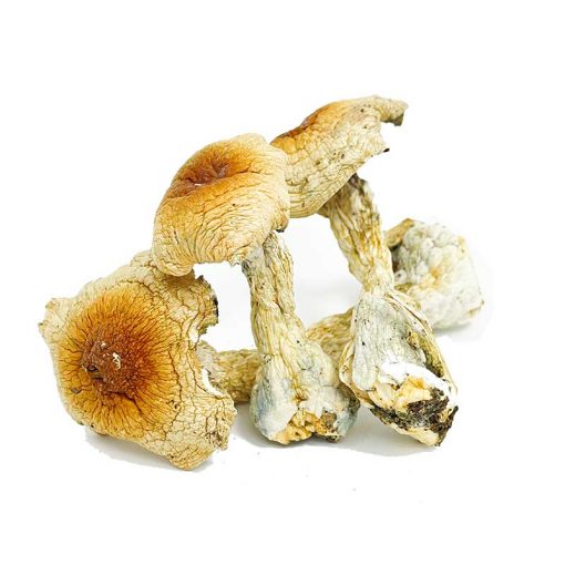 Hillbilly Magic Mushrooms