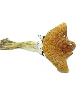 Huatla Magic Mushrooms