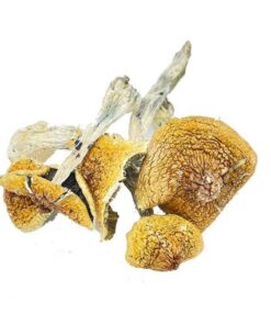 Huatla Magic Mushrooms