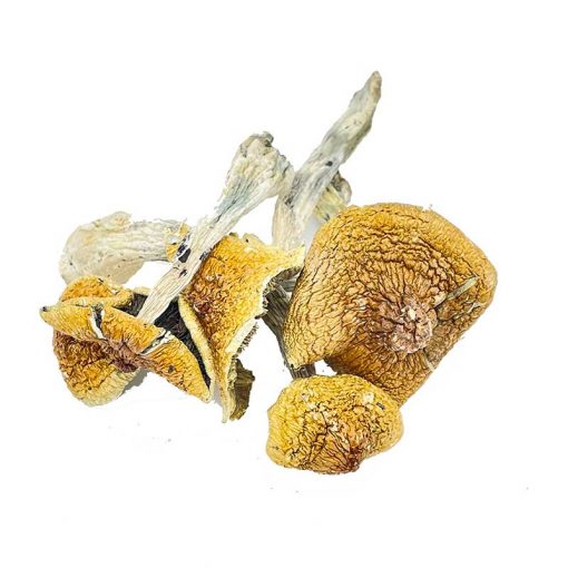 Huatla Magic Mushrooms