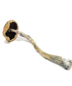 Penis Envy Magic Mushrooms