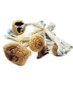 Penis Envy Magic Mushrooms