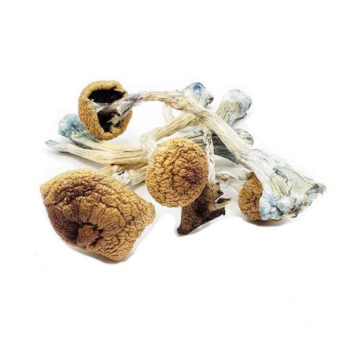 Penis Envy Magic Mushrooms