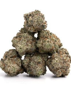 White Widow Strain