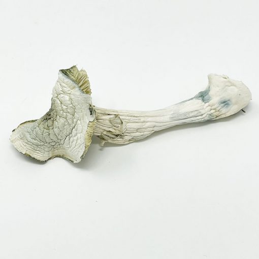 Avery Albino Magic Mushroom