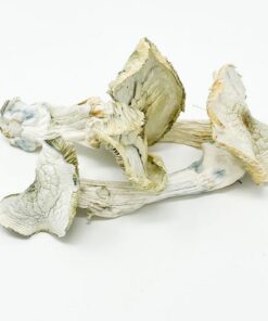 Avery Albino Magic Mushroom