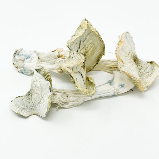 Avery Albino Magic Mushroom